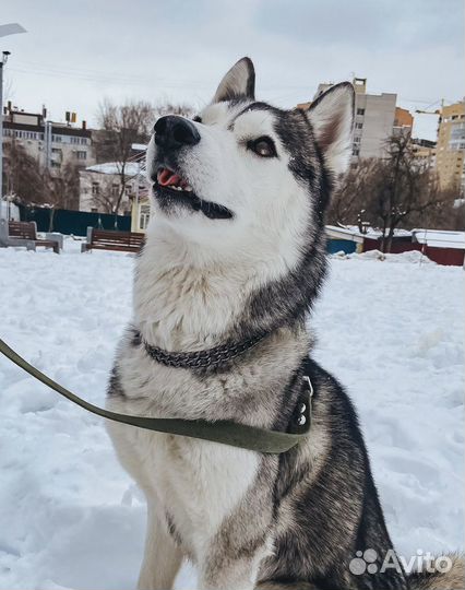 Сибирский хаски