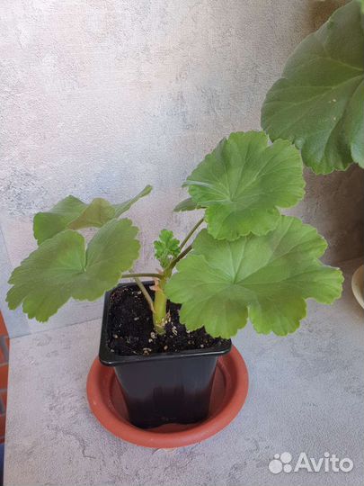 Герань пеларгония