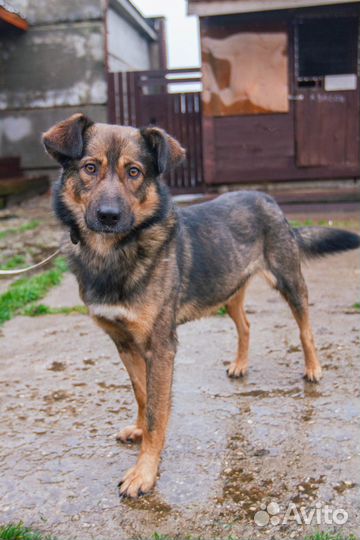 Собака в добрые руки