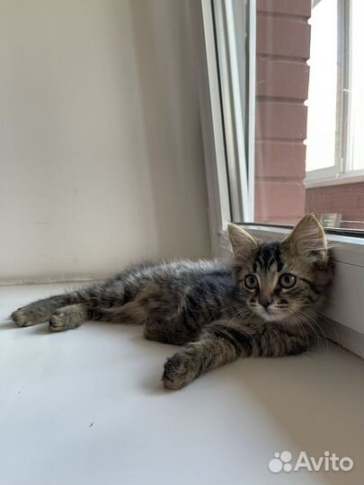 Отдам котенка в добрые руки