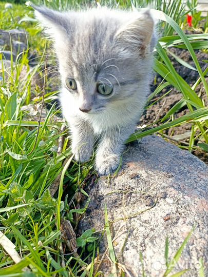 Отдам котёнка в добрые руки
