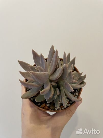 Эхеверия, седум (суккуленты)