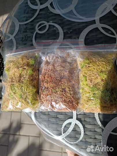 Мох сфагнум живой