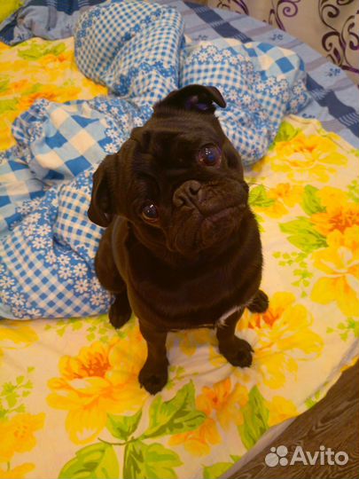 Мопс вязка мальчик