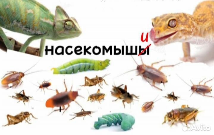 Сверчки и тараканы (насекомые)