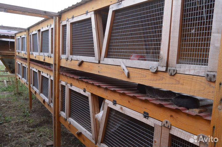 Перепел. яйцо, мясо, живая птица, клетки для кроли