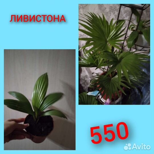 Ливистона