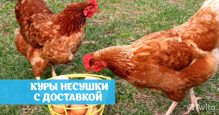 Куры несушки