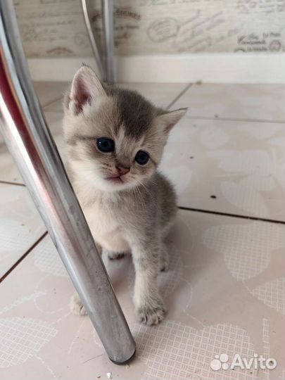 Британские котята