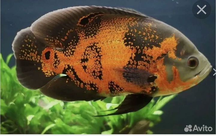 Астронотус