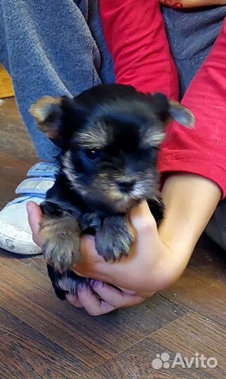 Йоркширский терьер мини щенки