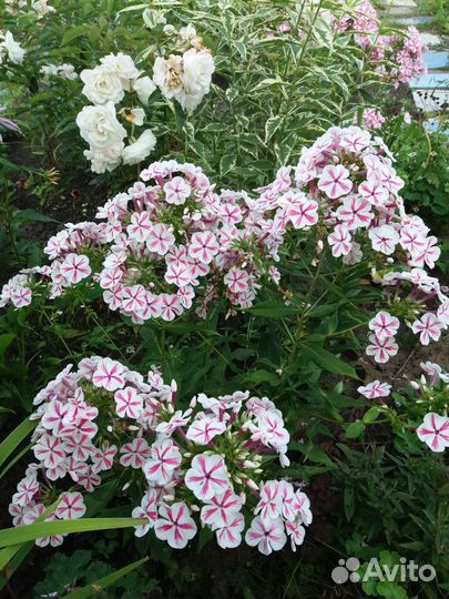 Ромашка, флоксы