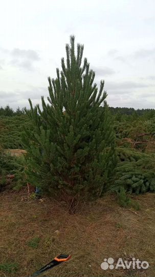 Сосна живая опт