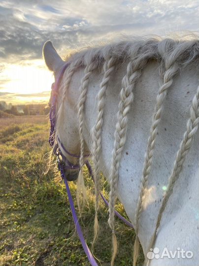 Лошадь в аренду