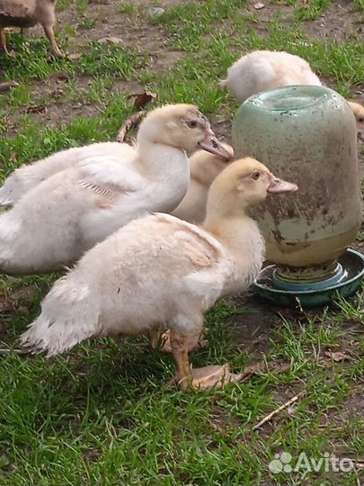 Индоутята подрощенные