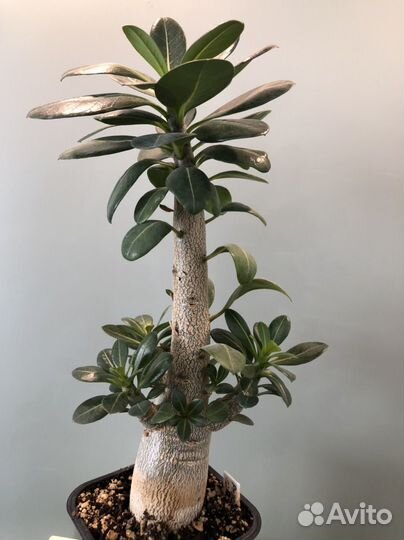 Adenium Thai Socotranum Chada Petch