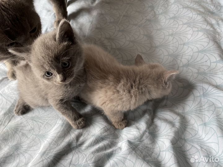Британские котята
