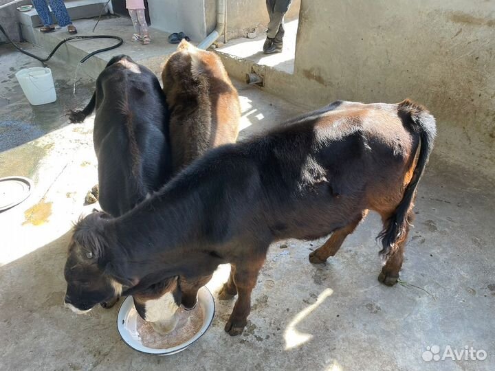 Телята бычки 5 6 месяцев