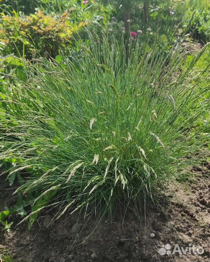 Овсяница сизая (лат. Festuca glauca)