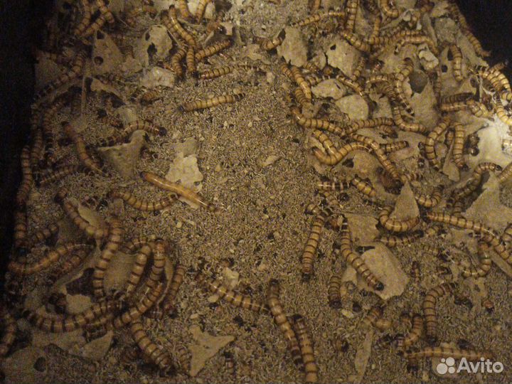 Кормовые насекомые. Сверчки. Мраморные тараканы