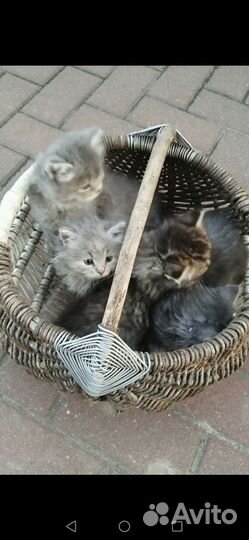 Котятки в добрые руки