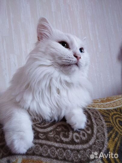 Турецкая ангора