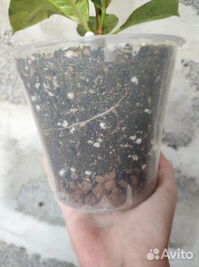 Коллекционный фикус Эластика Шривериана Муншайн