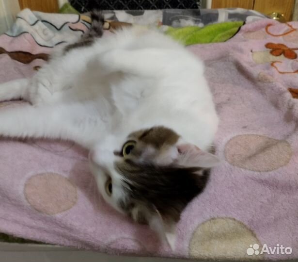 Молоденькая кошечка