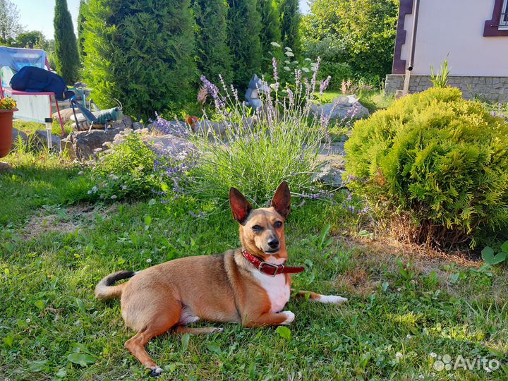 Кастрация котов, стерилизация кошек, прививки