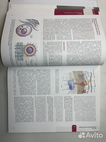 Анатомические поезда Томас Майерс