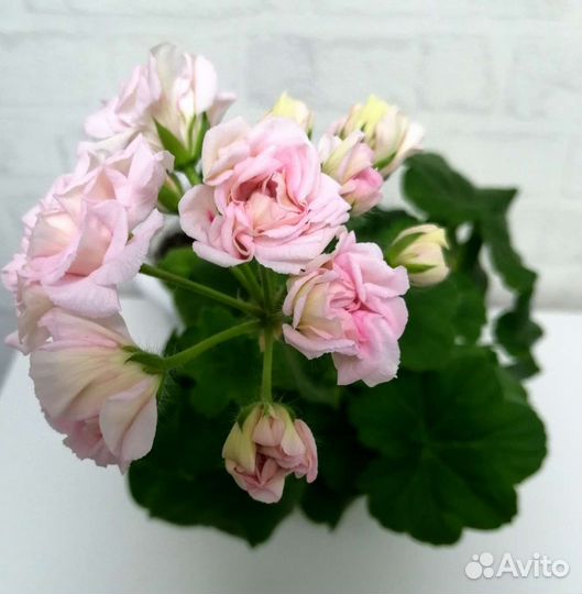 Пеларгония сортовая Millfield Rose