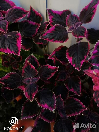 Колеус Аватар и другие