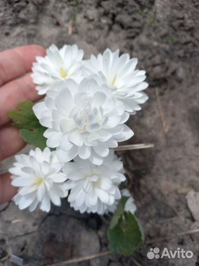 Сангвинария махровая