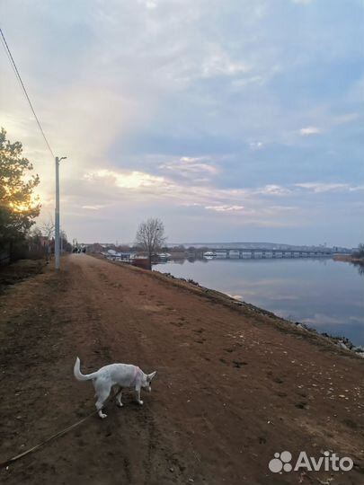 Передержка собак