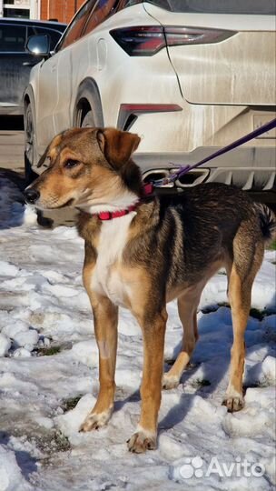 В самые добрые руки