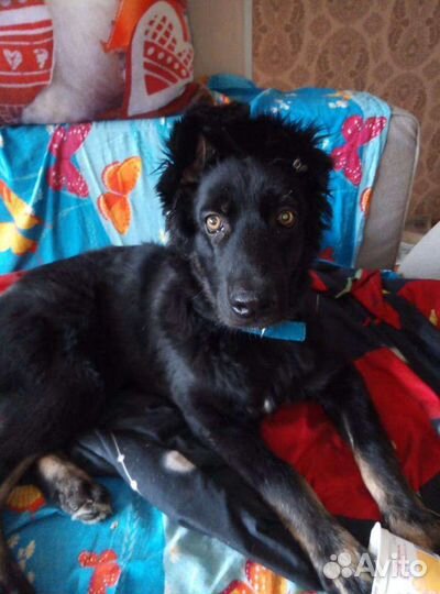 Стерилизованная молодая собачка - в добрые руки