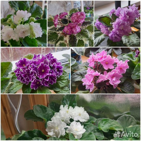 Листики сортовых фиалок