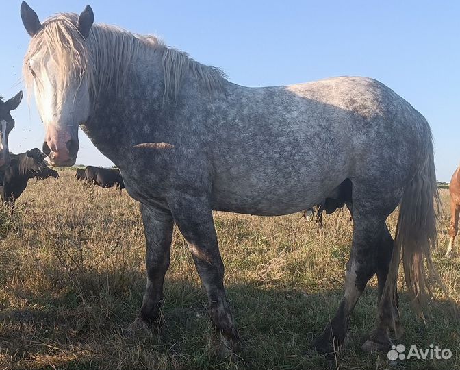 Жеребец на племя