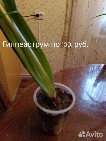 Комнатные цветы