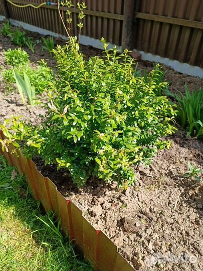 Самшит вечнозеленый кустарник