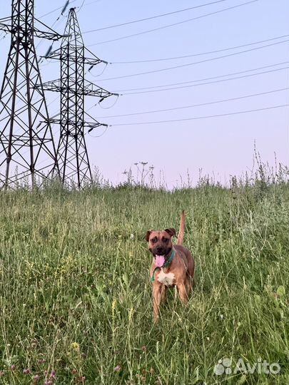 Стаффордширский терьер