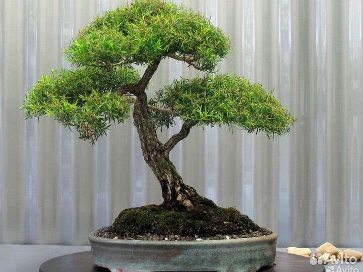 Мелалеука (чайное дерево)