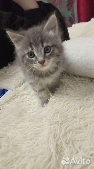 Котенок мальчик серый