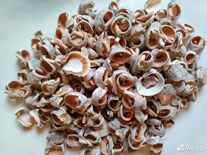 Ракушки морские