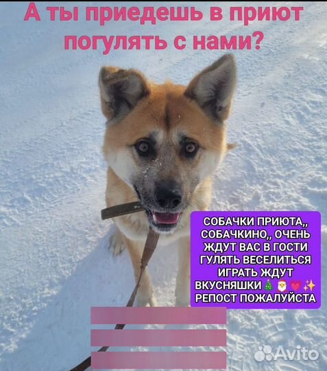 Собака
