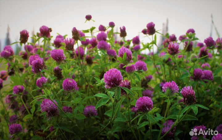 Семена многолетних трав и медоносов