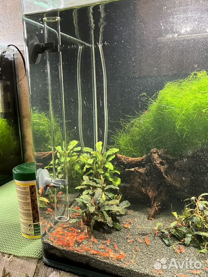 Аквариумные креветки вишня