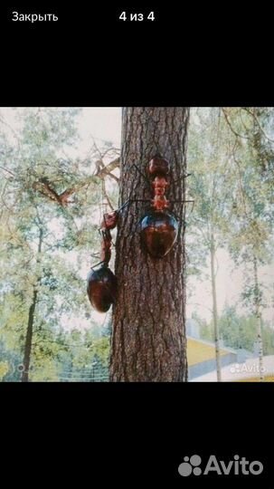 Муравей декоративный