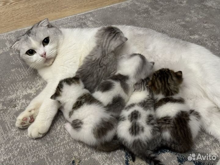 Вислоухие кошки