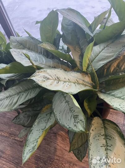 Цветы для офиса и террасы Аглаонема